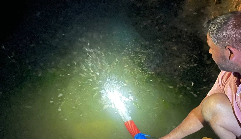 İznik Gölü’ne 2 milyon 200 bin sazan salındı