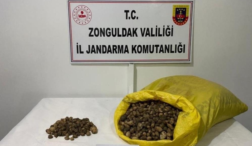 Jandarma ekipleri 40 kilo salep soğanına el koydu