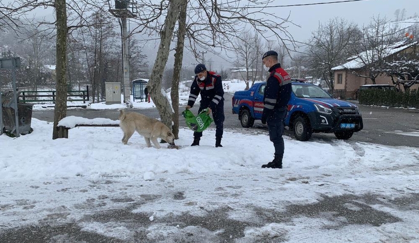 Jandarma sokak hayvanlarını unutmadı