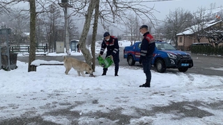 Jandarma sokak hayvanlarını unutmadı