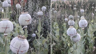 Jandarmadan drone'lu haşhaş baskını