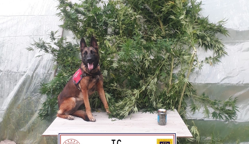 Jandarmadan uyuşturucu operasyonu: 1 gözaltı