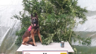 Jandarmadan uyuşturucu operasyonu: 1 gözaltı