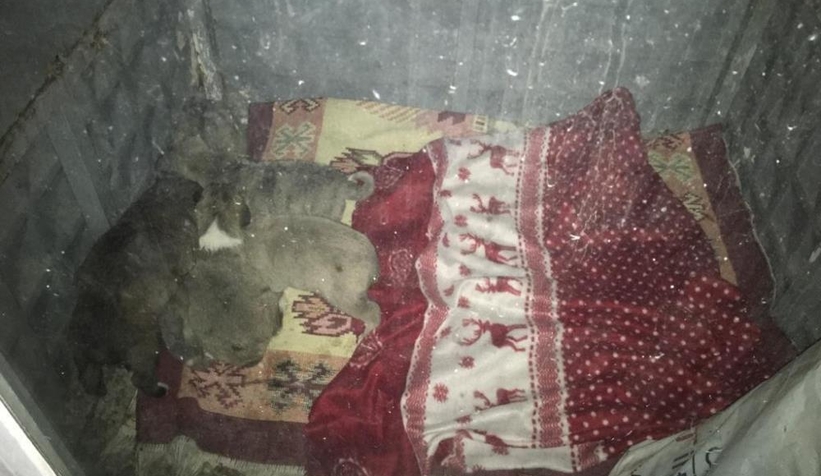 Jandarmalar ağzı kapalı çuvalın içini açınca şok oldular