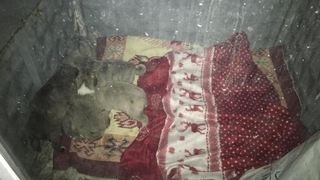 Jandarmalar ağzı kapalı çuvalın içini açınca şok oldular