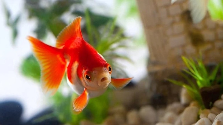  Japon balıklarının hafızalarının sırrı ortaya çıktı