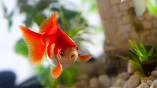  Japon balıklarının hafızalarının sırrı ortaya çıktı