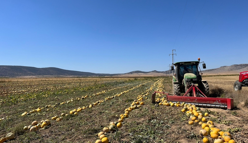 Kabak çekirdeği hasadı başladı