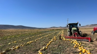 Kabak çekirdeği hasadı başladı