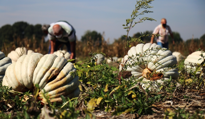 Kabak hasadı başladı