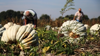 Kabak hasadı başladı