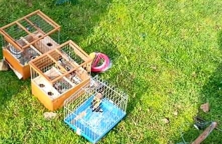 Kaçak avcılar yakalandı