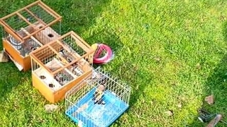 Kaçak avcılar yakalandı