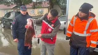 Kaçak avlanan 500 kalkan balığına el konuldu