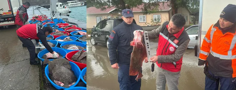 Kaçak avlanan 500 kalkan balığına el konuldu