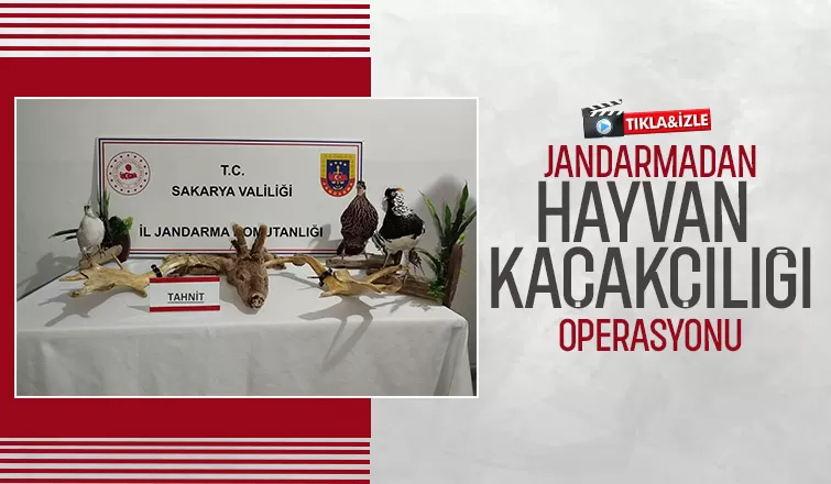 Kaçakçılık operasyonu 98 hayvan ele geçirildi