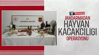 Kaçakçılık operasyonu 98 hayvan ele geçirildi