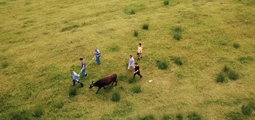 Kaçan kurbanlığı 2 gün sonra buldular