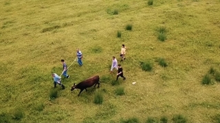 Kaçan kurbanlığı 2 gün sonra buldular