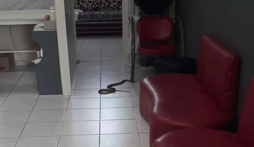 Kadın kuaföründe yılan paniği