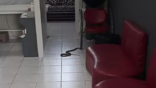 Kadın kuaföründe yılan paniği