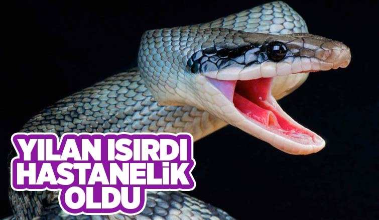Kadını yılan ısırdı