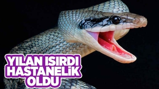 Kadını yılan ısırdı
