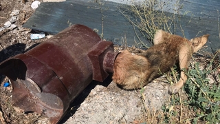 Kafası sobaya sıkıştı, itfaiye kurtardı