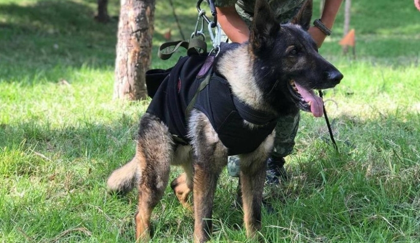 Kahraman köpek Proteo'nun adı Kocaeli'de yaşatılacak