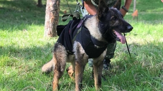 Kahraman köpek Proteo'nun adı Kocaeli'de yaşatılacak