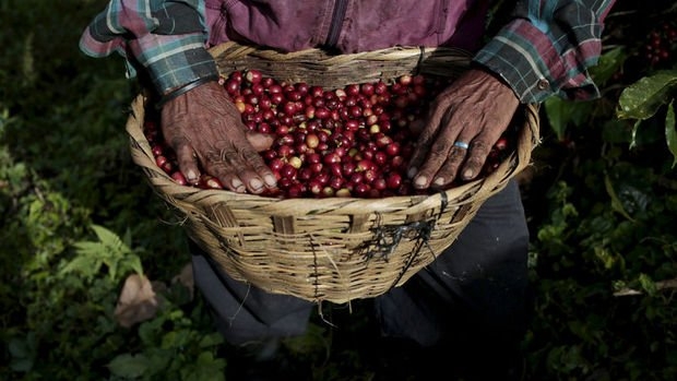 Kahve fiyatları 10 yılın zirvesinde