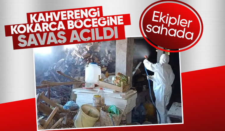 Kahverengi Kokarca Böceği ile mücadele sürüyor