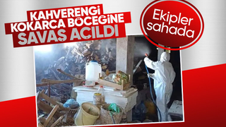 Kahverengi Kokarca Böceği ile mücadele sürüyor