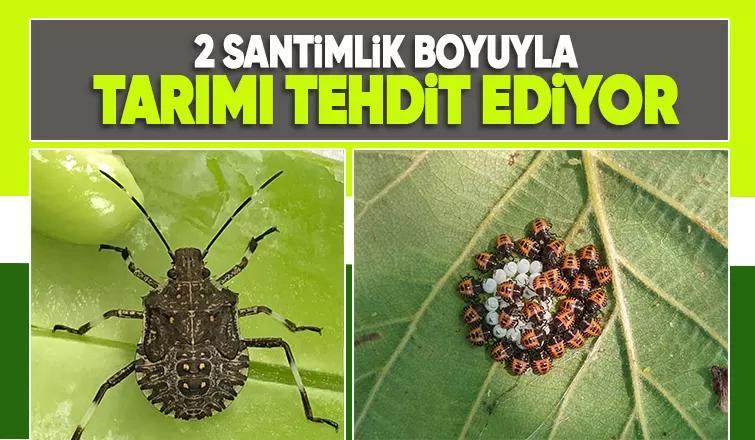 Kahverengi kokarca böceğine karşı samuray arıcığı!