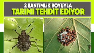 Kahverengi kokarca böceğine karşı samuray arıcığı!