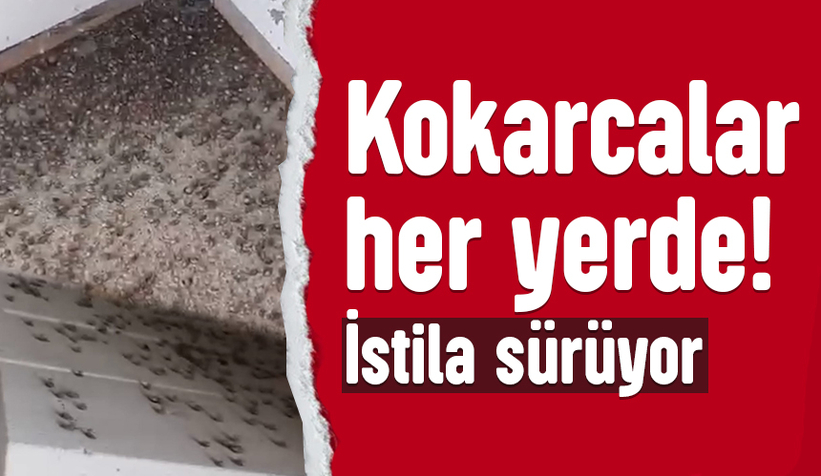 Kahverengi kokarca her yeri sardı!