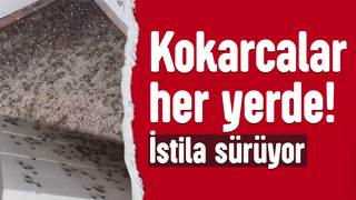 Kahverengi kokarca her yeri sardı!