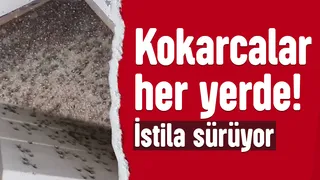 Kahverengi kokarca her yeri sardı!