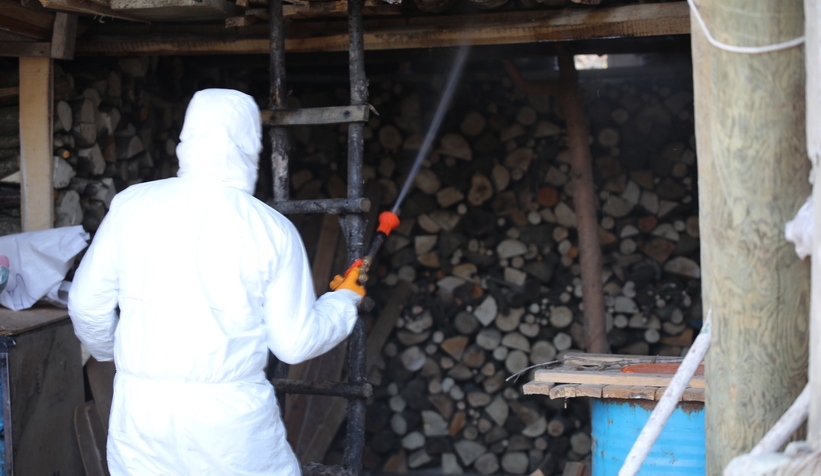 Kahverengi kokarca için ilaçlama başladı