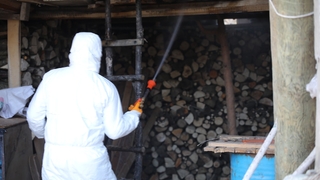 Kahverengi kokarca için ilaçlama başladı