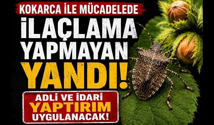 Kahverengi kokarca için ilaçlama yapmayanlara yaptırım 