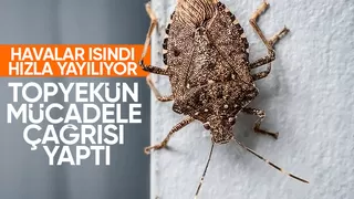 Kahverengi kokarca ile topyekün mücadele çağrısı