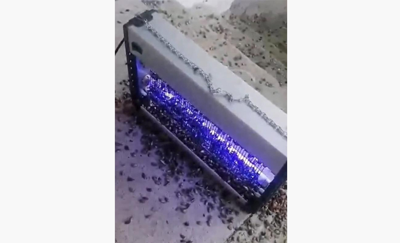 Kahverengi kokarca istilasını çözüm; Binlercesini böyle yok ettiler