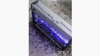 Kahverengi kokarca istilasını çözüm; Binlercesini böyle yok ettiler