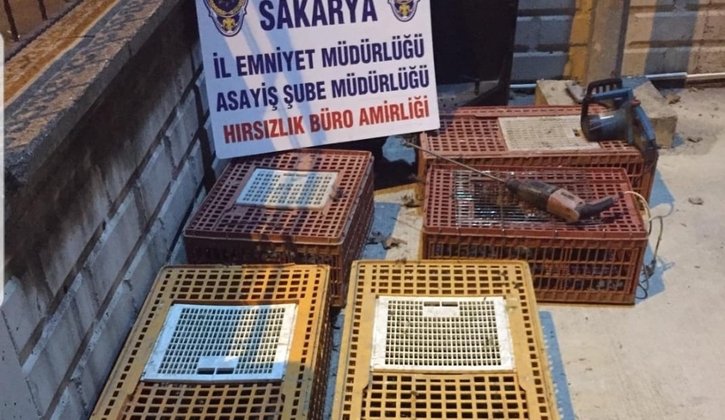 Kamyoneti içindeki kaz ve tavuklarla çaldılar