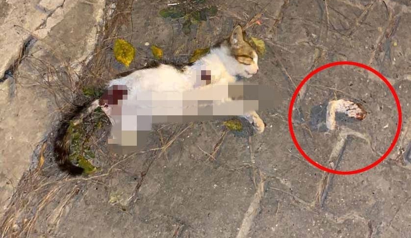 Kan donduran olay; Kediler bacakları kesip öldürüldü