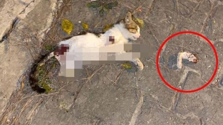 Kan donduran olay; Kediler bacakları kesip öldürüldü