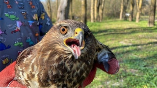  Kanadı kırılan kızıl şahin artık uçamayacak