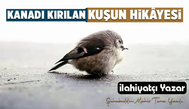  KANADI KIRILAN KUŞUN HİKÂYESİ