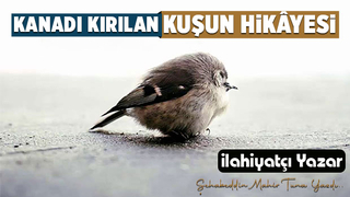  KANADI KIRILAN KUŞUN HİKÂYESİ